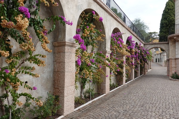 Viale con Bouganville