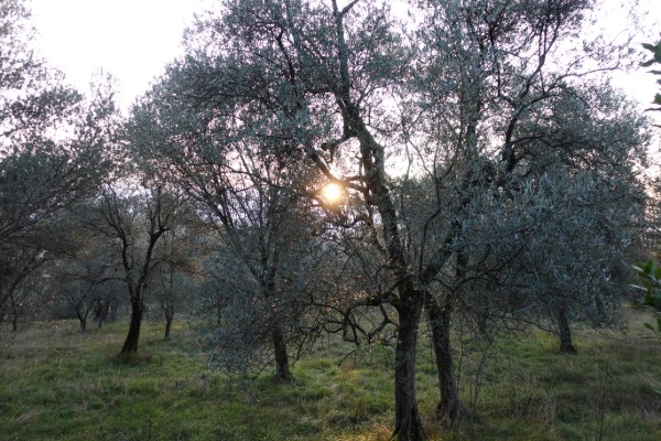 Alba tra gli ulivi
lungo il sentiero 40