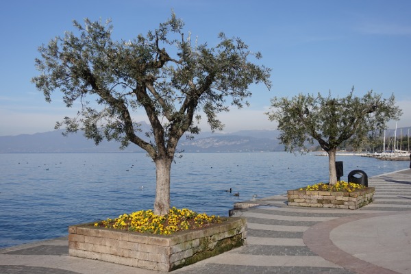 Ulivi
sul lungolago di Lazise