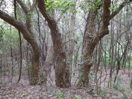 Alberi da sughero 