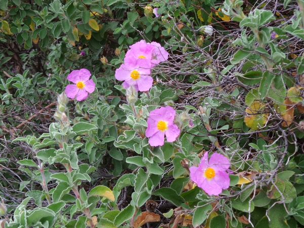 Cistus-albidus