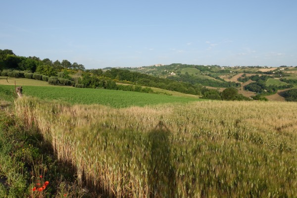 Panorama collinare
dalla strada per San Paolo di Jesi