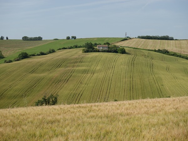 Campi di grano