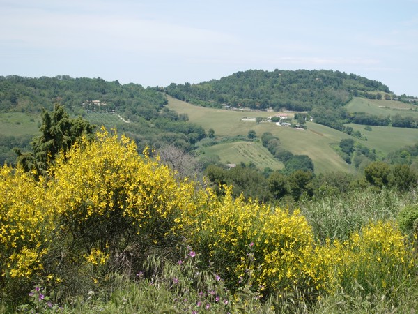 Ginestre_massignano