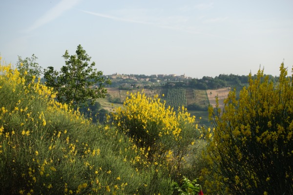 Ginestre
lungo la strada per San Paolo di Jesi