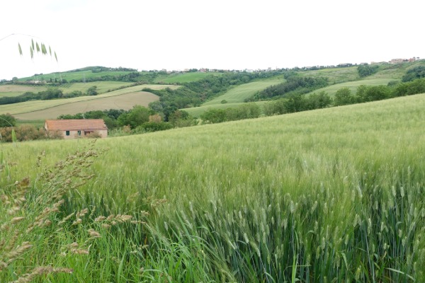 Paesaggio collinare
lungo la strada per Polverigi