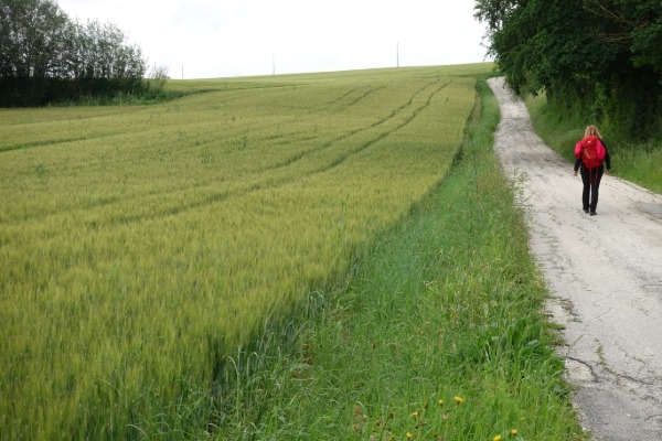 Campi di grano
lungo la strada per Polverigi