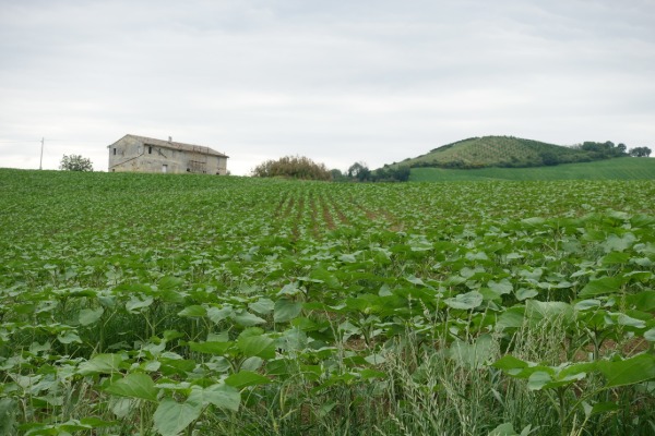 Paesaggio collinare
lungo la strada per Polverigi