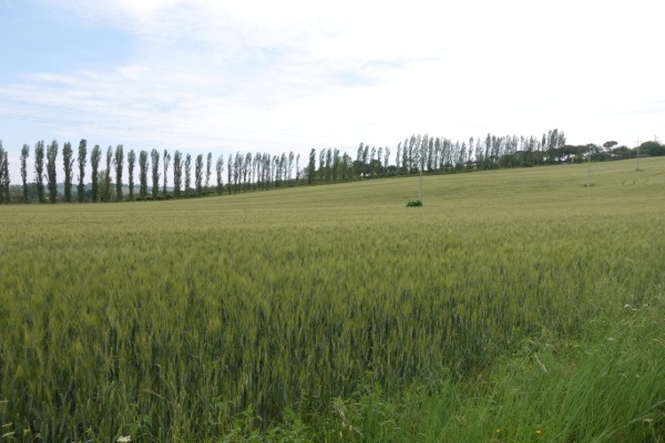 Campagna
salendo verso Camerano