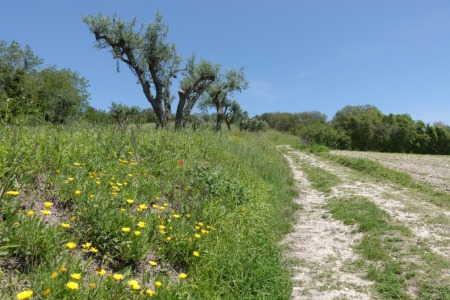 In cammino
 verso Massignano