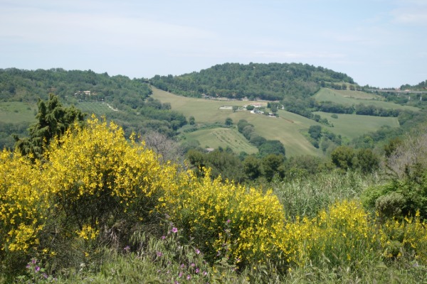 Panorama con ginestre
dal sentiero per Massignano