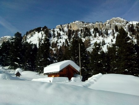 il bosco dirada