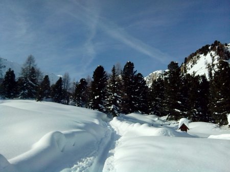 il bosco dirada2