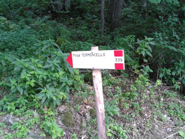 Fork
to Malga Termoncello