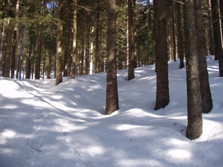 Sentiero nel bosco