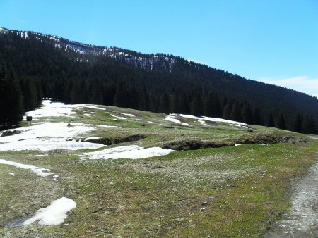 la radura fuori dal bosco nei pressi di malga Mandriele