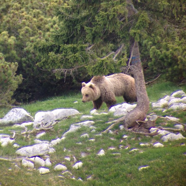 Orso a Terlago Foto di Omar Depaoli