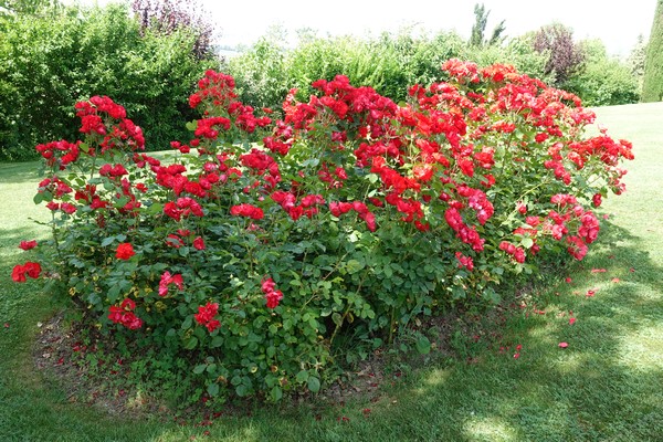 B&B Il Giardino delle Rose