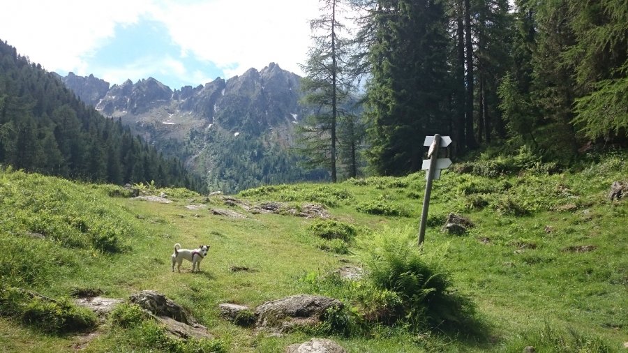 Indicazioni