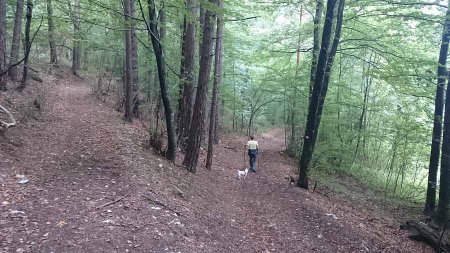 bivio  nel bosco
