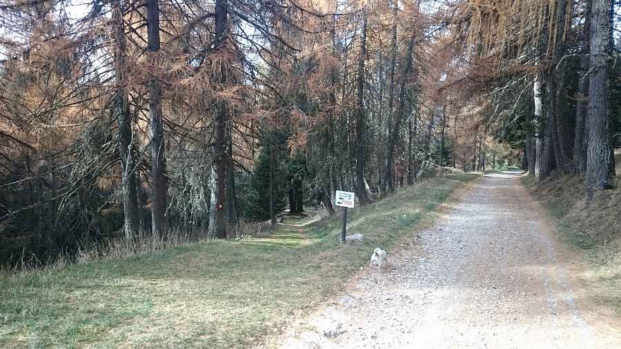 Indicazioni