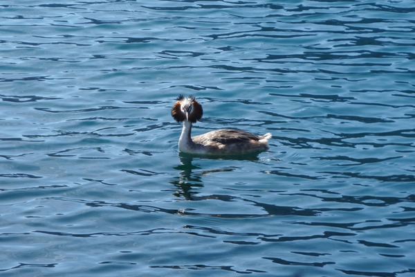 Svasso