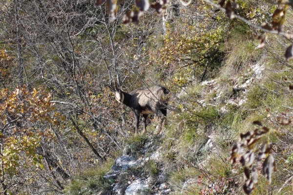 Camoscio
poco prima del Sentiero Susatti