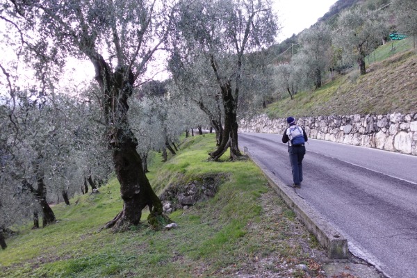 Verso Bassanega
camminando tra gli uliveti