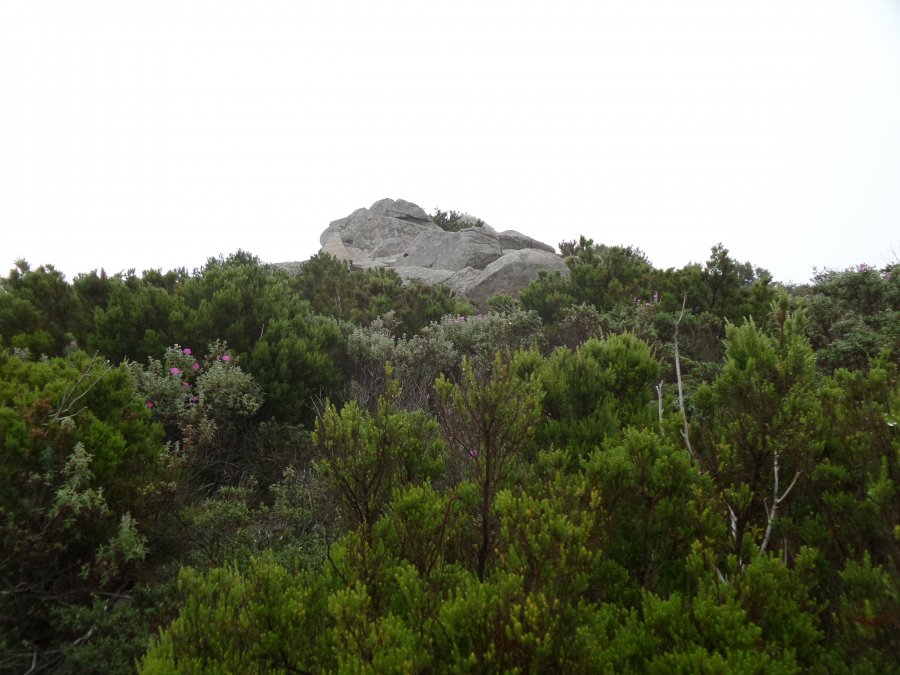 Cima