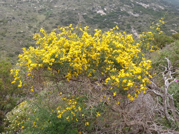 Ginestre