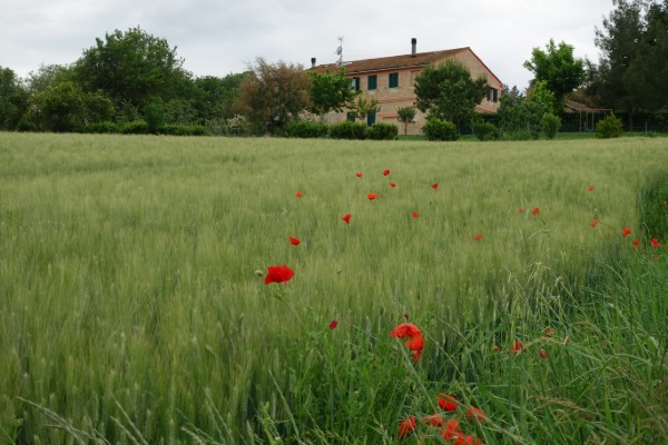 Campo di grano con papaveri
nei pressi di Rustico