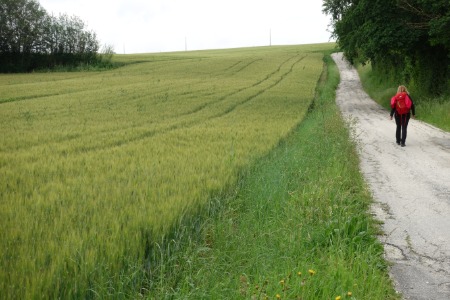 In cammino verso Polverigi
tra campi di grano