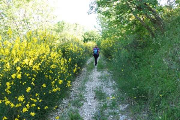 In cammino tra le ginestre
da Cerqueto verso Monte Murano