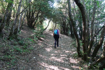 Sulle pendici di Monte Murano
tratto nel bosco