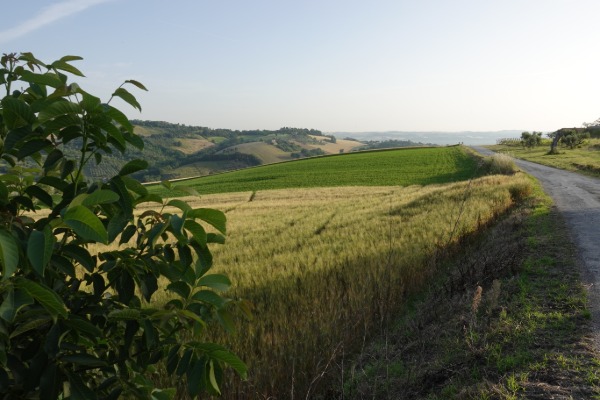 Paesaggio collinare
verso San Paolo di Jesi