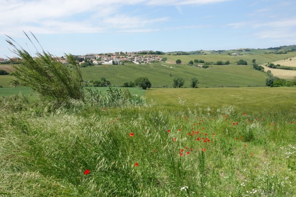 Vista su Polverigi
dalla strada per Offagna