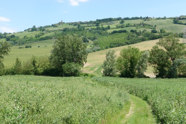 In cammino
verso Offagna