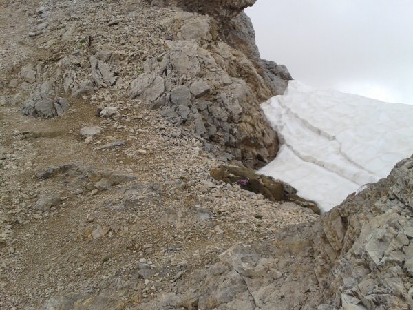 Forcella
