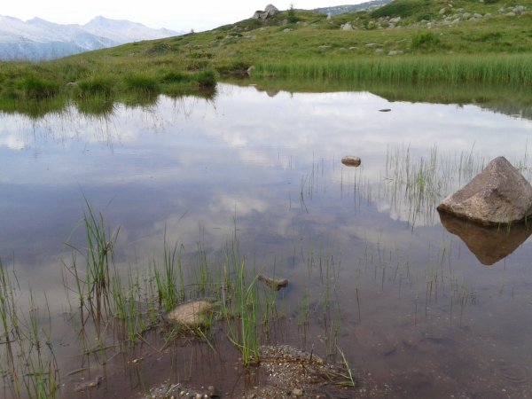 Stagno

