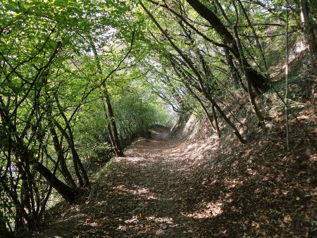 Sentiero nel bosco
