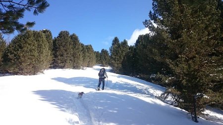 salita lungo la dorsale nel bosco