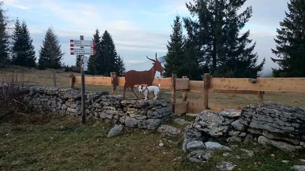 Bivio
la capra degli sfollati