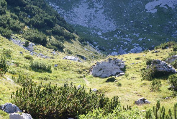 Forcella
