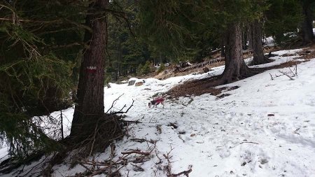 salita verso Passo Polpen