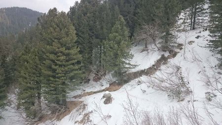 sentiero entrando nel bosco