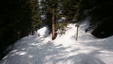 forestale  per malga Stramaiolo alta