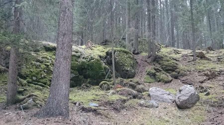 nel bosco ... di Stradivari