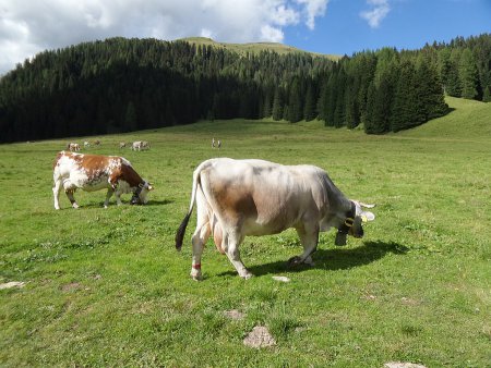 Mucche al pascolo presso Malga Venegia