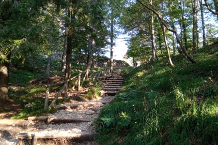 Sentiero nel bosco
