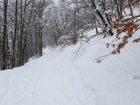 Tratto nel bosco